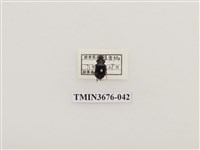 藏品(步行蟲(2))的圖片